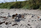 Beagles vom Deistertal am Strand auf Fehmarn